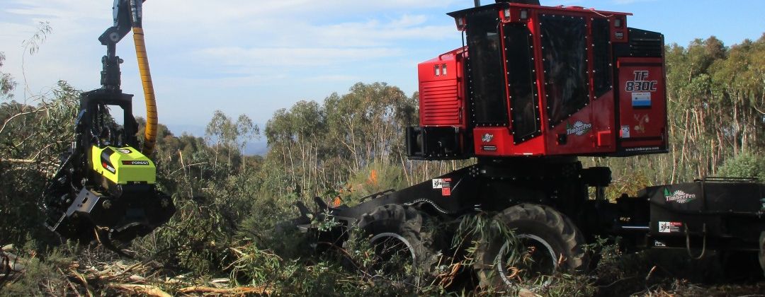 AFM 60 Euca harvesting head in Spain